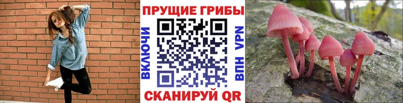 Галлюциногенные грибы Psilocybine cubensis Алексин